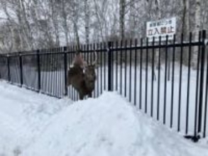 柵に引っ掛かり動けないエゾシカ…高さ2メートルの柵を飛び越えようとしたか？左足付け根に刺さり大けがも警戒緩めず大暴れ…警察官が注意呼びかけ＿麻酔で捕獲（北海道千歳市）