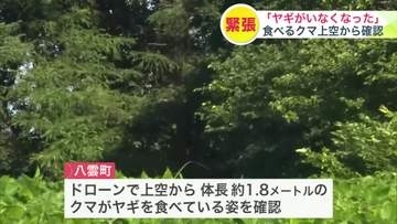 【ヒグマ速報】体長1.8メートルのクマがヤギを襲う…ペットとして飼われていたメスのヤギが姿を消したためドローンで周辺を捜索したところ"食べる姿"を確認＜北海道八雲町＞