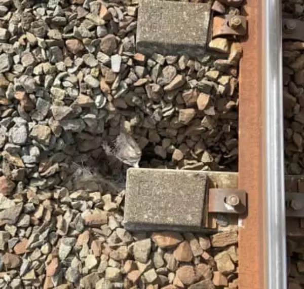 『線路陥没』で特急含む列車12本が運休―JR千歳線「植苗～沼ノ端駅間」で巡視中に1か所陥没しているのを発見し補修＜JR北海道＞