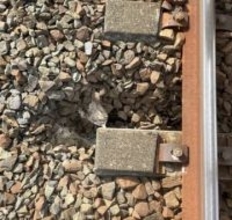 『線路陥没』で特急含む列車10本が運休―JR千歳線「植苗～沼ノ端駅間」で巡視中に1か所陥没しているのを発見し補修＜JR北海道＞