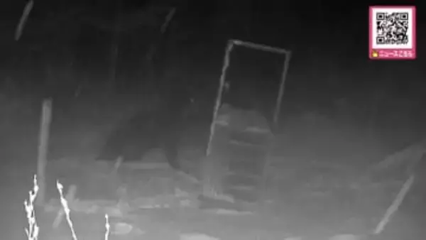【冬眠しない？ヒグマ出没】体重は400キロ？カメラが捉えた巨体の正体は…雪が降る北海道で丸々と太った"巨大ヒグマ"_約300キロの箱罠を軽々と押し倒す_シカ肉狙って出没か_北海道 苫前町