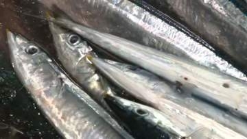 【サンマ初水揚げ】初競り“1キロ44万円”で釧路史上最高値！「質も鮮度も良い」地元の鮮魚店が競り落とす＿『初物サンマ』まずは釧路町内の店舗へ〈北海道釧路市〉