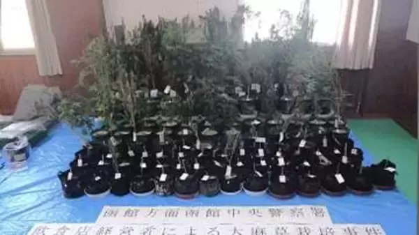 【一室から大麻草47本と乾燥大麻も】共同住宅で栽培し所持した疑いで飲食店経営の39歳男を逮捕＿別件捜査の中で容疑が浮上…テントや肥料・LEDライトも押収「営利目的は違う」容疑を一部否認〈北海道函館市〉