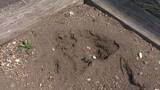 「花壇に“クマのような”足跡が…横幅約13センチで複数見つかる～札幌市の調査で「クマではない」と判断→警察が念のため注意を呼び掛け〈北海道札幌市〉」の画像1