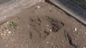 花壇に“クマのような”足跡が…横幅約13センチで複数見つかる～札幌市の調査で「クマではない」と判断→警察が念のため注意を呼び掛け〈北海道札幌市〉