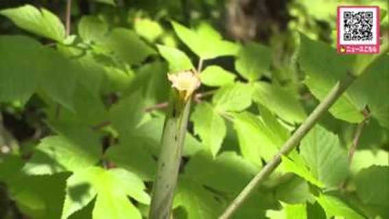 植物採取は条例違反で5万円以下の過料―函館市の観光地・函館山で2026年度に入り植物を抜くなどする被害急増…盗掘被害21件確認され2018年度以降過去最多_植物を切り取る被害少なくとも32件_北海道