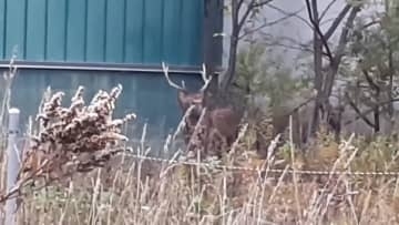 【シカ速報】あさから札幌の住宅街のど真ん中でたたずむ「ツノがある大きなシカ2頭が高架下の緑地をうろついている」オスジカ2頭が徘徊中―警察が注意をよびかける_北海道札幌市
