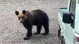 「【ヒグマ速報・動画あり】体長1メートルほどのクマが住宅付近を徘徊し“ゴミ箱をひっくり返してあさる…5月に入り目撃が相次いだため山で駆除される〈北海道根室市〉」の画像1
