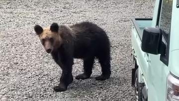 【ヒグマ速報・動画あり】体長1メートルほどのクマが住宅付近を徘徊し“ゴミ箱をひっくり返してあさる…5月に入り目撃が相次いだため山で駆除される〈北海道根室市〉