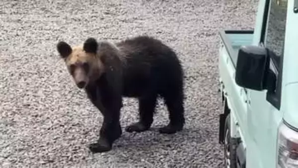 【ヒグマ速報・動画あり】体長1メートルほどのクマが住宅付近を徘徊し“ゴミ箱をひっくり返してあさる…5月に入り目撃が相次いだため山で駆除される〈北海道根室市〉