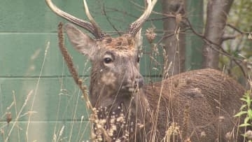【札幌の住宅街にシカ】「どこから来たの？」「キツネは見るけど」住民もびっくり…札幌市東区の住宅街に“オスジカ2頭”あらわる＿3日前にも周辺で3件目撃情報も『事故にあわないためには』〈北海道札幌市〉