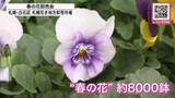 「「いっぱい花が咲いてくれるので好き」「激安です！120円」パンジー・ビオラなど色鮮やかに咲いた約8000鉢が全国から集まる『春の花卸売会』多くの人でにぎわう_北海道札幌市」の画像1