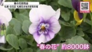 「いっぱい花が咲いてくれるので好き」「激安です！120円」パンジー・ビオラなど色鮮やかに咲いた約8000鉢が全国から集まる『春の花卸売会』多くの人でにぎわう_北海道札幌市