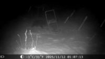 【ヒグマの映像あり】『400キロの巨大クマ』重さ300キロもある箱わなを押し倒す…驚きの一部始終がカメラに…「シカ肉」を求めて固定した杭ごと簡単にひっくり返す_夏に出没した個体と同一か〈北海道苫前町〉