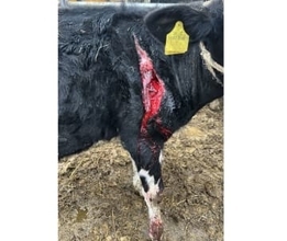 【ヒグマ続報】「骨も砕かれていた」ウシ60頭以上襲った"忍者グマ"OSO18の再来か？ウシの足に"40センチ"の傷「今まで見たことないような傷。クマしかありえない」酪農家に不安広がる＜北海道標茶町＞