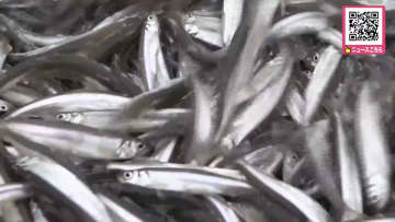 漁期はわずか1週間…北海道網走湖でワカサギ漁解禁も資源量減少の恐れで大幅短縮_暴風で"青潮"発生_例年1月の「氷下漁」も休漁に（北海道網走市）