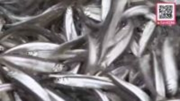 漁期はわずか1週間…北海道網走湖でワカサギ漁解禁も資源量減少の恐れで大幅短縮_暴風で"青潮"発生_例年1月の「氷下漁」も休漁に（北海道網走市）