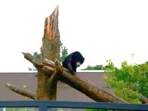 【意図しない『交配・闘争』リスクも】動物園のマレーグマが扉開けて「きょうだい鉢合わせ」屋内展示が中止に…過去には“死亡事案”も〈札幌市〉