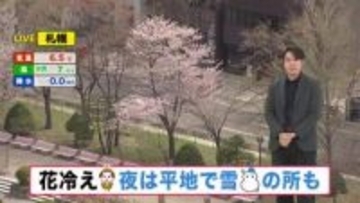 【北海道の天気 24日(金)】花冷え…夜はオホーツク海側で雪の所も！週末は広く晴れ　最新サクラ情報も