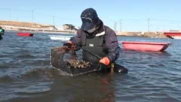 プリッと引き締まった身が最高「アサリの手掘り漁」厳冬期の風物詩―腰まで冷たい水につかりながらの手作業…4月末まで〈北海道根室市〉