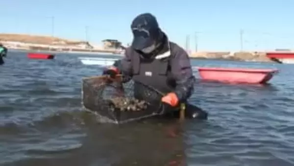 プリッと引き締まった身が最高「アサリの手掘り漁」厳冬期の風物詩―腰まで冷たい水につかりながらの手作業…4月末まで〈北海道根室市〉
