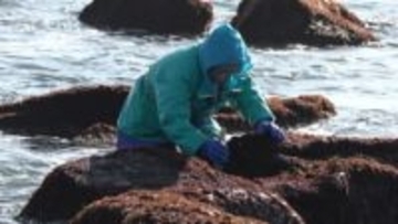 海岸に響く音「ガリガリガリ…」根室市で『ふのり漁』が最盛期！約100人の漁師が木のヘラ使い伝統の技で摘み取る＿地元漁師「天ぷらにするとおいしいよ」北海道