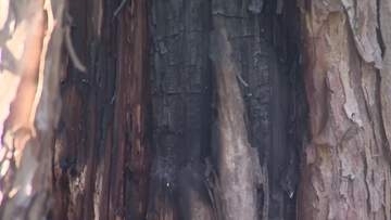 無残…なぜ？公園のマツの木から出火＿根本付近から約1.4メートルまで樹皮が焼け焦げて真っ黒に＿周囲に火の気なく不審火の疑いもあるとみて捜査（北海道 豊平区）