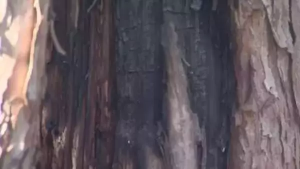 無残…なぜ？公園のマツの木から出火＿根本付近から約1.4メートルまで樹皮が焼け焦げて真っ黒に＿周囲に火の気なく不審火の疑いもあるとみて捜査（北海道 豊平区）