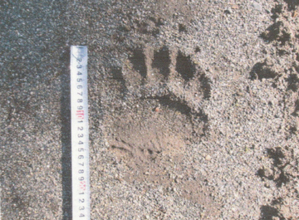 【ヒグマ速報】中学校のグラウンドにはっきりくっきり"クマの足跡"が複数個みつかる―下校時間を早める緊急措置も…ハンターや警察が出動し警戒中〈北海道芽室町〉