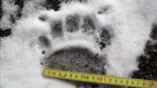 【ヒグマ速報】現場は札幌の名物観光地「羊ヶ丘展望台」そば…研究施設の敷地内に”クマの足跡が点々と”幅11cmほどで成獣か 札幌市はパトロール強化へ〈北海道札幌市〉