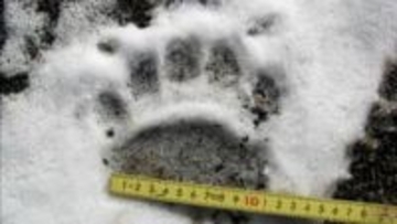 【ヒグマ速報】現場は札幌の名物観光地「羊ヶ丘展望台」そば…研究施設の敷地内に”クマの足跡が点々と”幅11cmほどで成獣か 札幌市はパトロール強化へ〈北海道札幌市〉