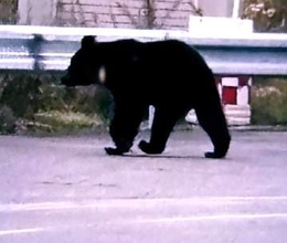 【ヒグマ速報】国道沿いの橋付近を"うろつくクマ"の姿をキャッチ…町内では目撃情報相次ぐ（10月に入り15件）警察や町が注意呼びかけ＜北海道愛別町＞