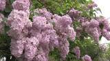 「札幌の初夏彩る恒例の「ライラックまつり」開幕！かれんに咲き誇る花とともに音楽とグルメも満喫～オープニングセレモニーで来場者に苗木1000本プレゼント―まつりは31日まで〈北海道札幌市〉」の画像1