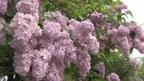 札幌の初夏彩る恒例の「ライラックまつり」開幕！かれんに咲き誇る花とともに音楽とグルメも満喫～オープニングセレモニーで来場者に苗木1000本プレゼント―まつりは31日まで〈北海道札幌市〉
