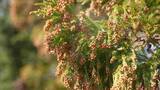 「【花粉症】今年は札幌でスギ花粉が大量飛散 専門家「珍しい状況」…そもそもスギの木がナゼ？ その歴史は“開拓時代”の試験栽培に…このあとはシラカバ花粉の季節  対策はどうする〈北海道〉」の画像1
