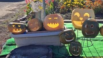 オバケもビックリ！？ハロウィーンのカボチャを食べたのはクマか？保育園児ショック＿念のため園内で過ごすことに＿近くの住宅ではリンゴが食べられる被害も＜北海道枝幸町＞