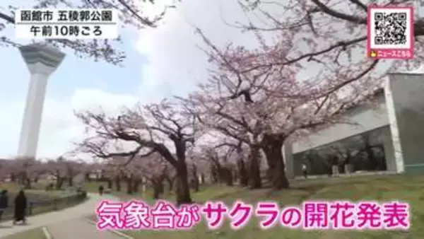 北海道でサクラ「5輪以上開花が観測されたので函館は開花宣言といたします！」函館地方気象台が発表―ようやく春らしい陽気に…札幌ではJR桑園駅出発し円山地区を歩きながら健康づくり『ウォーキングイベント』