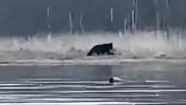 【ヒグマ速報】『シカ食ってるじゃん！』体長2メートル超のクマが“小鹿"を襲撃＿岸辺に響き渡るクマの唸り声とシカの鳴き声…緊迫の『捕食シーン』を撮影〈北海道別海町〉