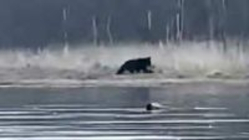 【ヒグマ速報】『シカ食ってるじゃん！』体長2メートル超のクマが“小鹿"を襲撃＿岸辺に響き渡るクマの唸り声とシカの鳴き声…緊迫の『捕食シーン』を撮影〈北海道別海町〉