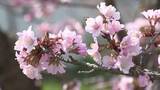 「甘い香り漂わせ“チシマザクラ”170本かれんに咲き誇る～ピンクや白の花愛らしく…寒地土木研究所で27日まで一般公開〈北海道札幌市〉」の画像1
