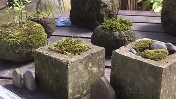 素朴ながら独特の風合い『札幌軟石』の鉢と植物が味わい深く調和～百合が原公園で展示会“ミニ盆栽”風の作品も落ち着いた雰囲気…9月6日まで〈北海道札幌市〉