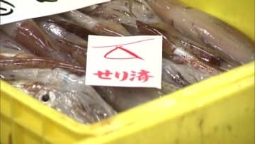 【イカ漁ついに再開】約3週間ぶりに活イカが水揚げ！初日の市場では約33キロと少量も1キロあたり3300円と例年の3倍ほどの高値―人気の釣り堀も復活で函館に活気戻る