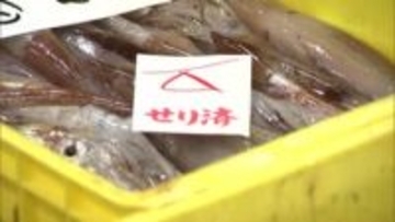【イカ漁ついに再開】約3週間ぶりに活イカが水揚げ！初日の市場では約33キロと少量も1キロあたり3300円と例年の3倍ほどの高値―人気の釣り堀も復活で函館に活気戻る