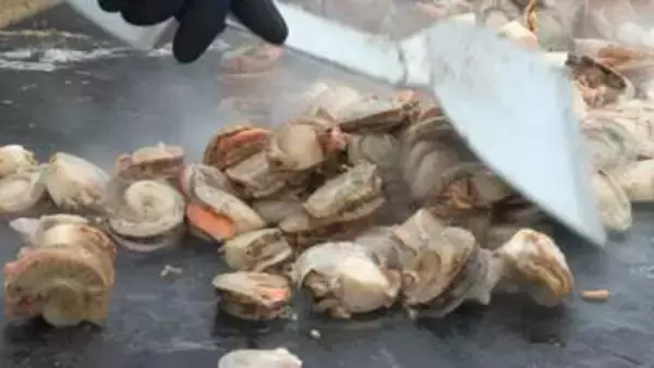 夏の恒例「湧別サロマ湖 龍宮えびホタテまつり」開催！サロマ湖産の海産物を“浜値”で販売＿賞金当たる『亀引きトライアル』やホタテ稚貝が入った名物『龍宮なべ』を一杯100円で提供〈北海道湧別町〉