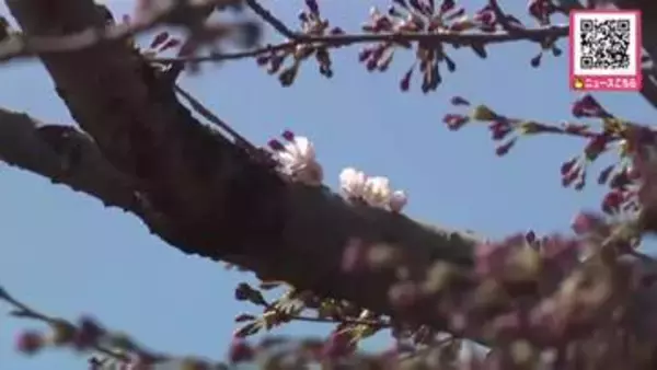 【サクラ前線上陸へカウントダウン】松前公園のソメイヨシノは4輪！4月13日に開花か？「ちょっと早かった」観光客も期待＿“早咲き”のサクラは見ごろに〈北海道松前町〉
