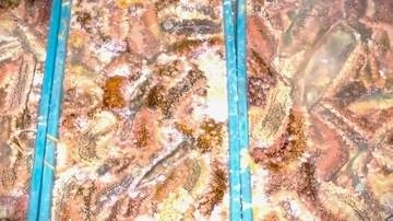 【ナマコ475キロ密漁か】小樽市祝津沖で無許可で漁をした疑い…48歳の無職男ら7人を漁業法違反容疑で逮捕・送検「組織的に密漁か」小樽海保が余罪や背後関係を捜査〈北海道〉