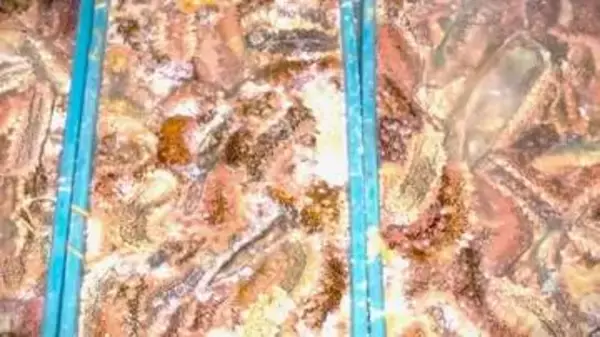 【ナマコ475キロ密漁か】小樽市祝津沖で無許可で漁をした疑い…48歳の無職男ら7人を漁業法違反容疑で逮捕・送検「組織的に密漁か」小樽海保が余罪や背後関係を捜査〈北海道〉