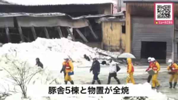 【ブタ数百匹が死んだか】豚舎5棟が全焼…飼育されていた約3万匹の一部は逃がすも被害に＿約9時間30分後に消し止められる『実況見分』で当時の状況調査へ〈北海道上富良野町〉