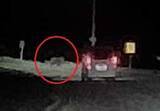 「【ヒグマ動画速報】「クマじゃない！？クマだ！」夜の国道を突然横切る2頭のクマ…車と衝突することなく現場から走り去る＜北海道稚内市＞」の画像1