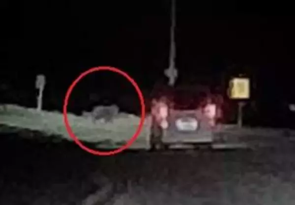 【ヒグマ動画速報】「クマじゃない！？クマだ！」夜の国道を突然横切る2頭のクマ…車と衝突することなく現場から走り去る＜北海道稚内市＞